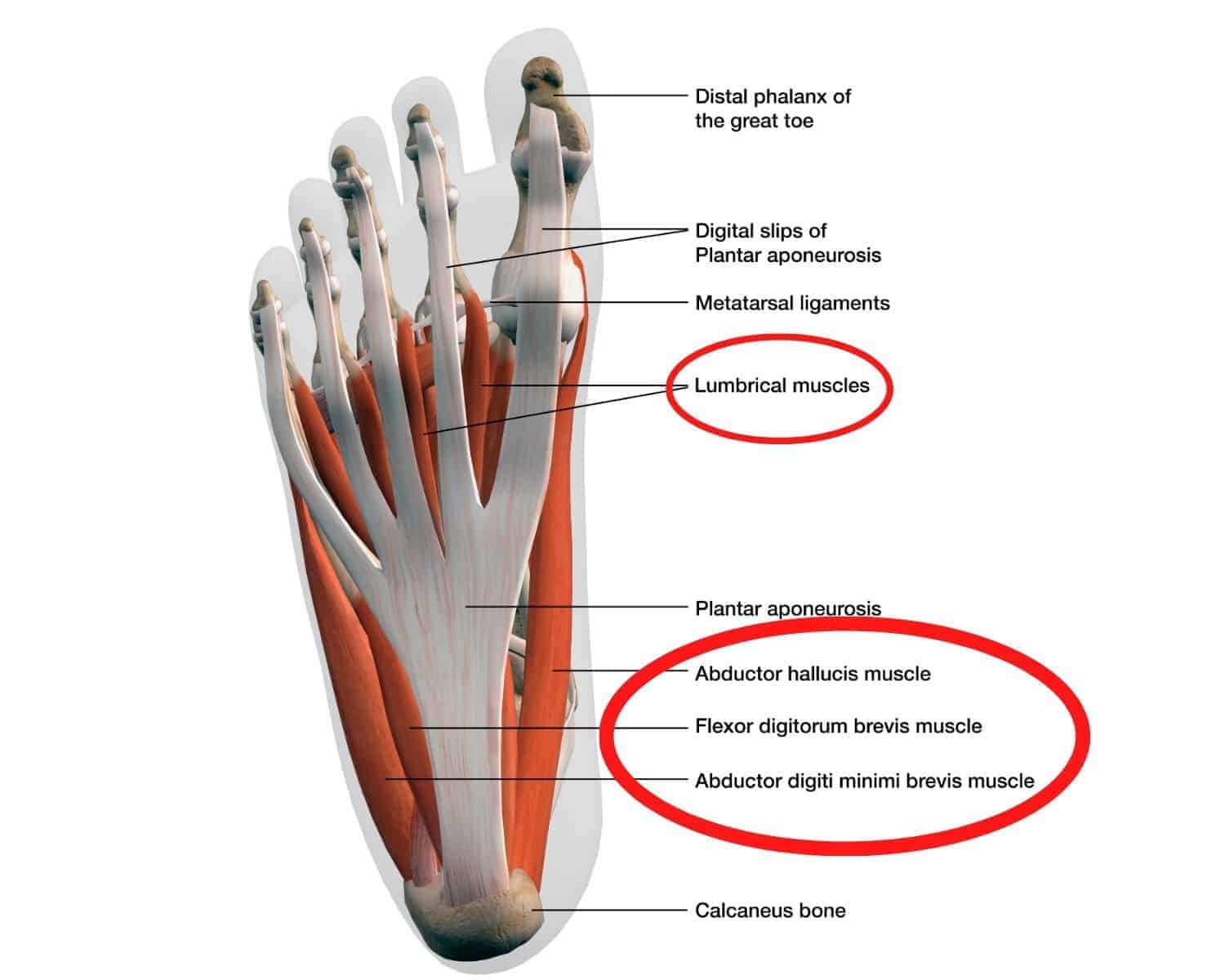 Physical Therapy Exercises For Plantar Fasciitis 