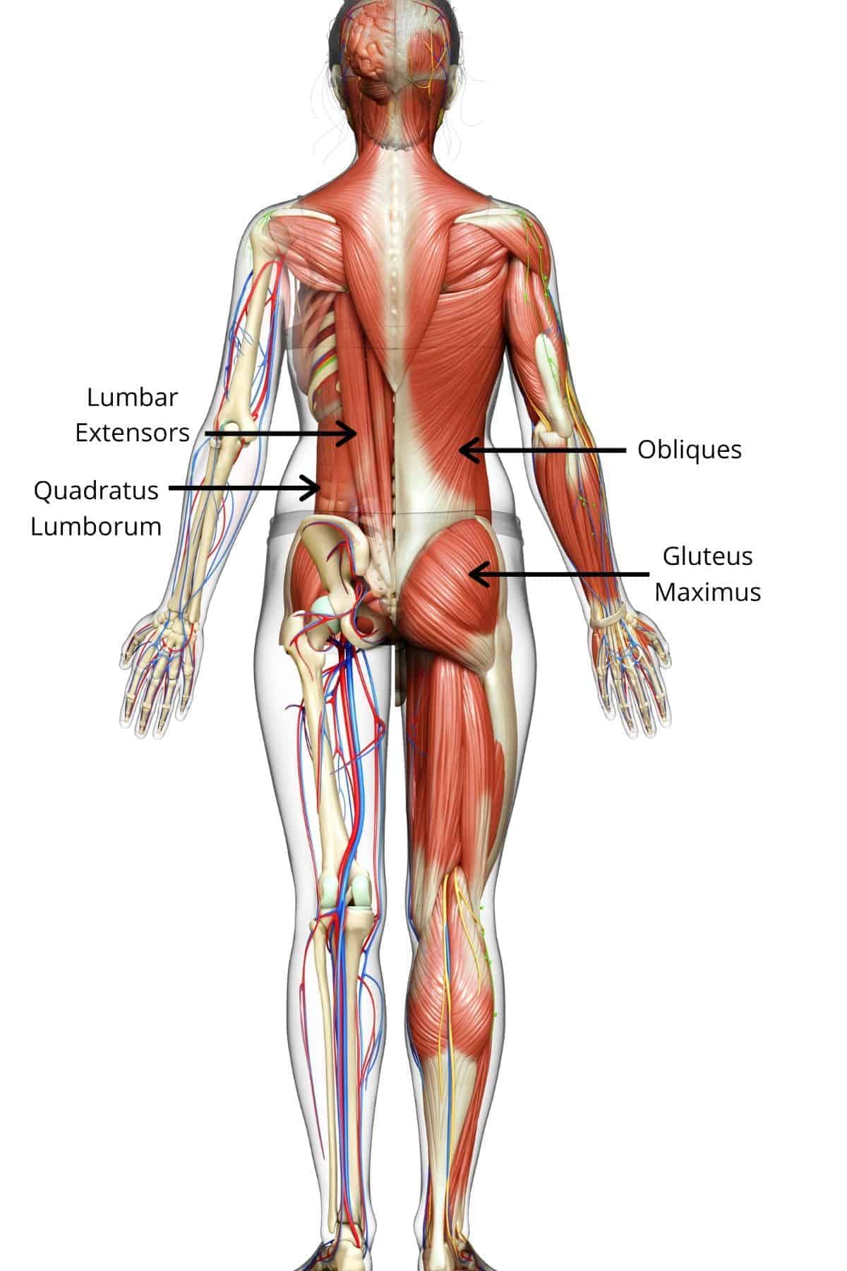 Five Key Low Back Pain Stretches | PT Time with Tim