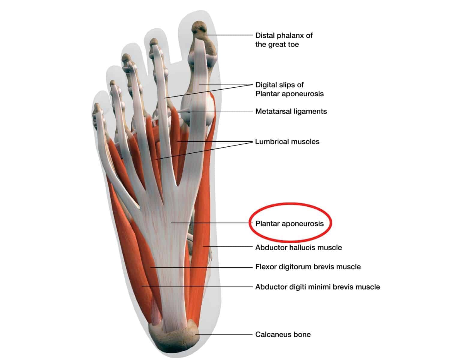 Physical Therapy Exercises for Plantar Fasciitis | PT Time with Tim