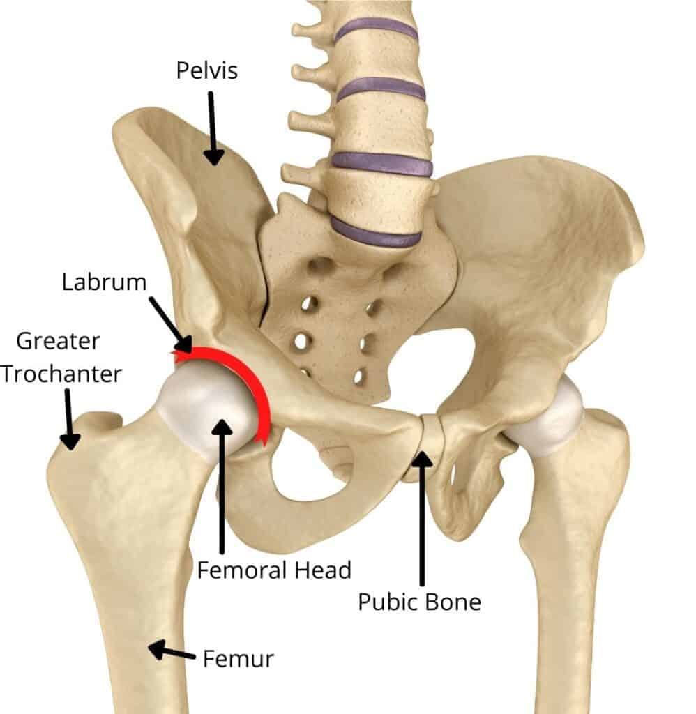 hip pain but xray normal